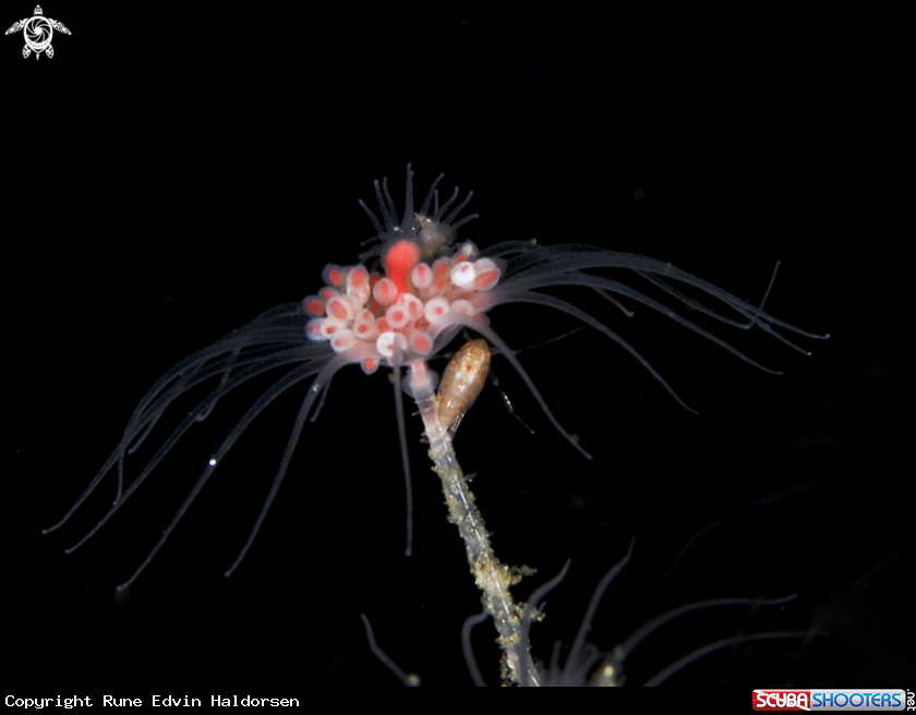 Hydroid with amphipod