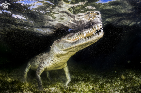 A American	Crocodile