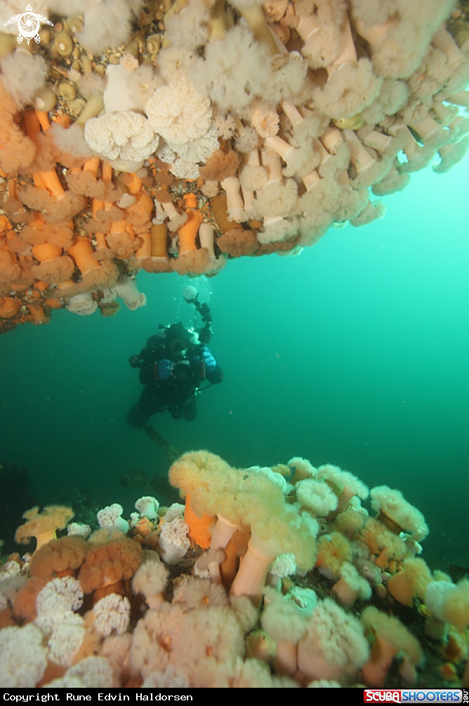 Diver in anemone landscape