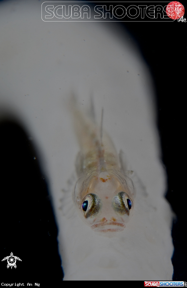 A Juvenile whip coral goby