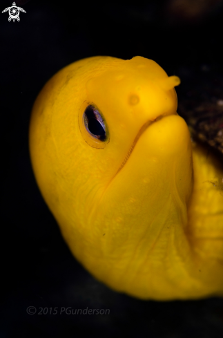 A Gymnothorax melatremus | Dwarf Yellow Moray Eel