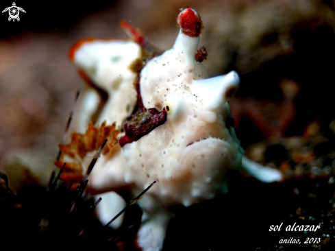 A Antennarius pictus | juvenile frogfish