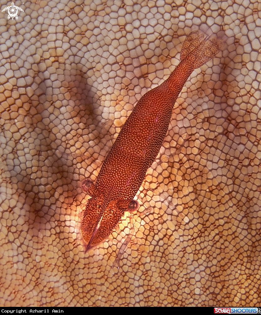 A Periclimenes shrimp