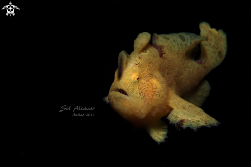 A (Antennarius pictus) | juvenile frogfish