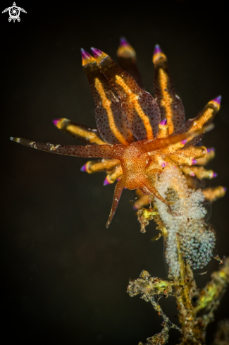 A Nudibranch