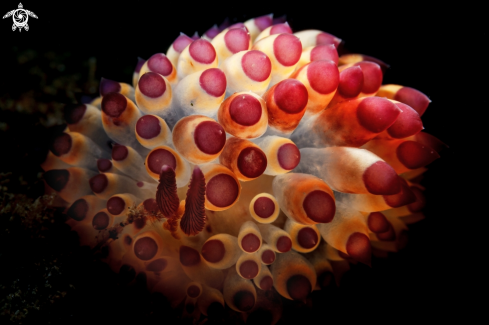 A Janolus Savinkini | Janolus nudibranch