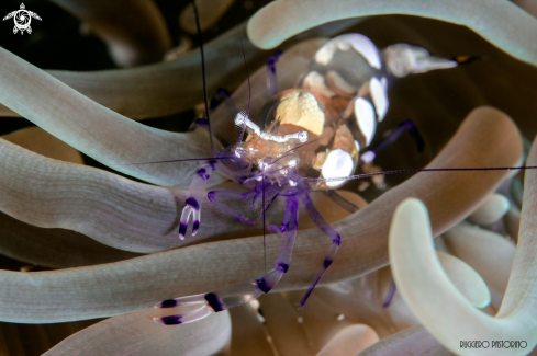 A Periclimenes brevicarpalis | Anemone cleaner shrimp