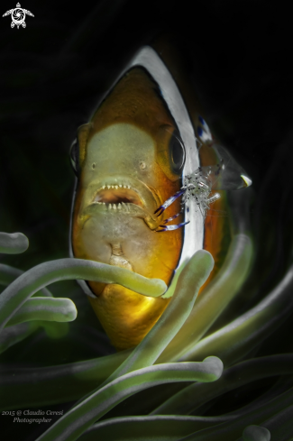 A Amphiprion frenatus | clownfish & shrimp