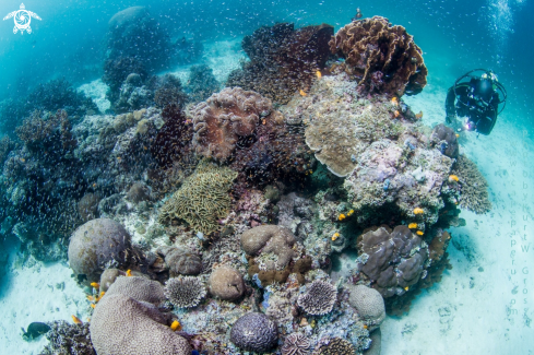A Reef with Homo Sapiens | Reef