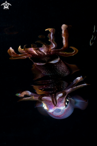 A Reef Squid and Reflection