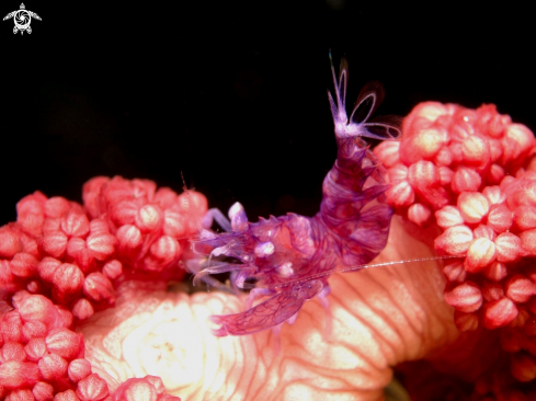A Horned Sea Pen Shrimp
