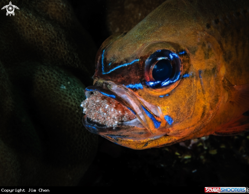 Cardinalfish with eggs in mouth