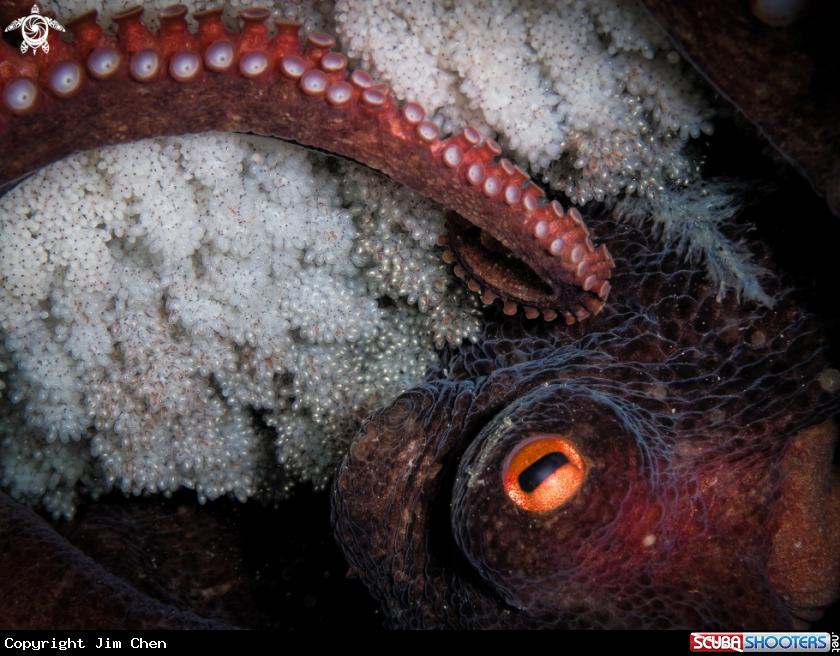 Octopus cares for her eggs
