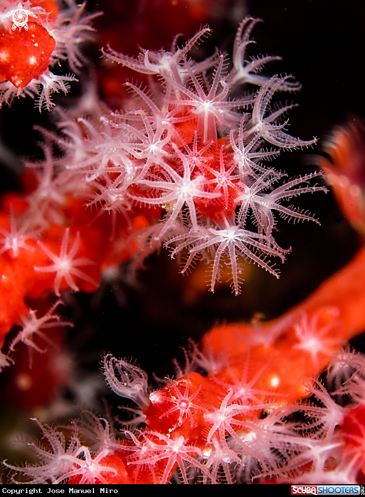 Red coral in flowers