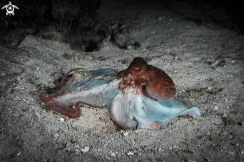 A Caribbean reef octopus