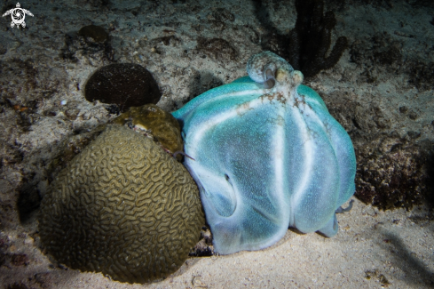 A Octopus briareus  | Caribbean reef octopus
