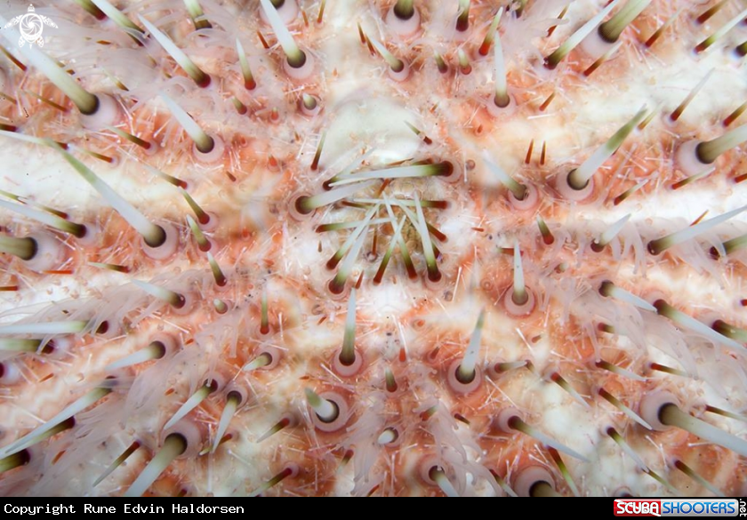 European edible sea urchin