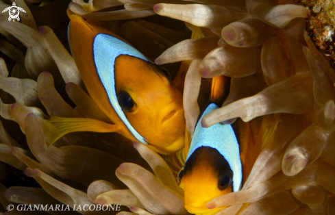A Amphyprion Bicintus | Clown Fish