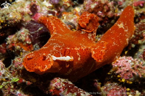 A Ceratosoma sp. | Ceratosoma with Imperator shrimp