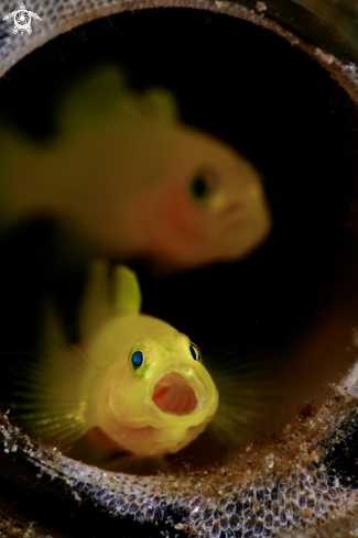 A Lubricogobius exiguus | Yellow pigmy goby