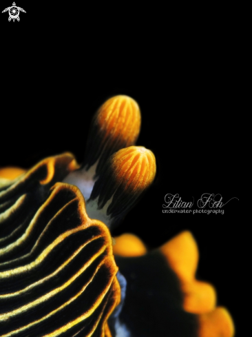 A (Armina papillata) | Nudibranch