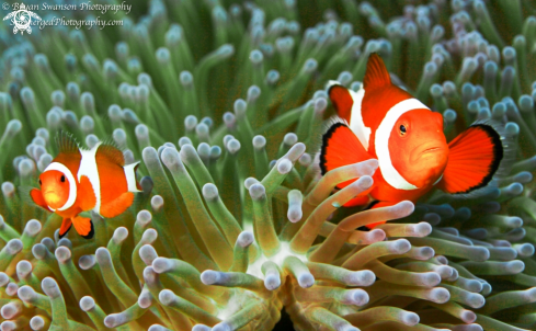 A Amphiprion Ocellaris | Clownfish