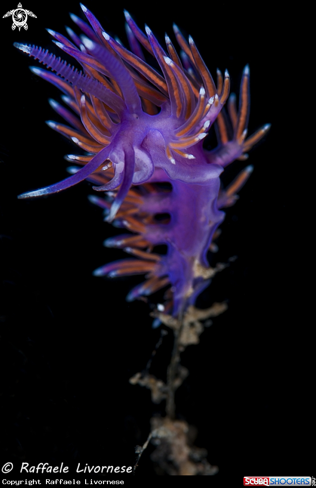 A Flabellina affinis