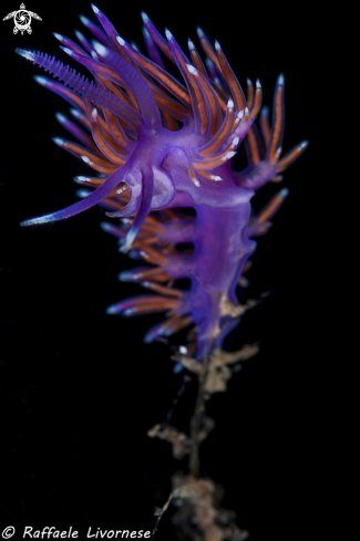 A Flabellina affinis | Flabellina affinis
