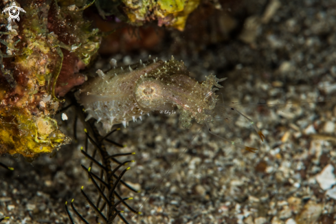 A Pigmy cuttle fish eat shrimp