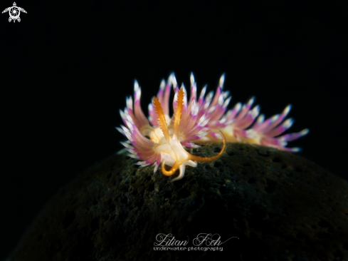 A Facelinid sp. | Flabellina