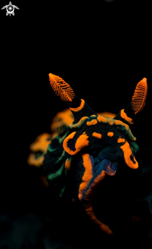 A kubaryana nembrotha | nudibranch