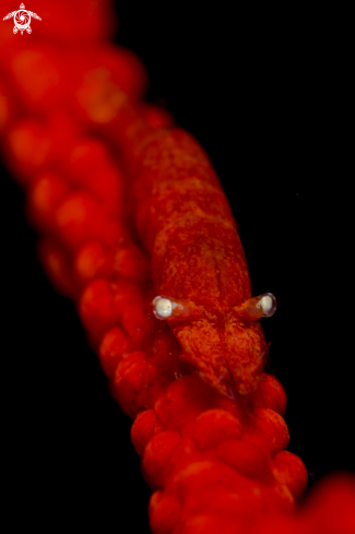A star shrimp