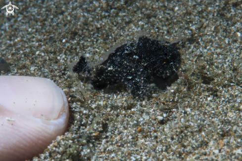 A Juvenile Hairy Frogfish