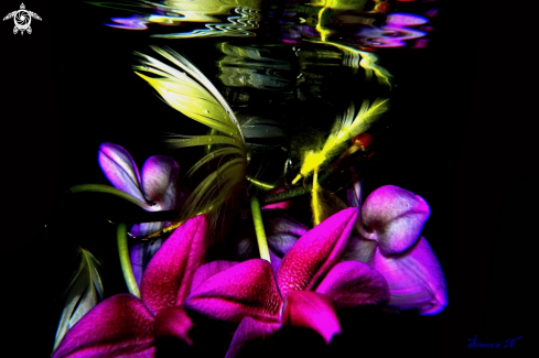 A Orchid creation | 