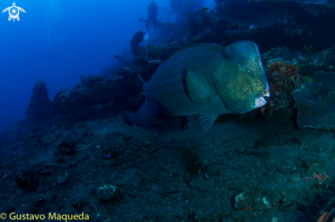 A Bolbometopon muricatum | Bumphead parrotfish