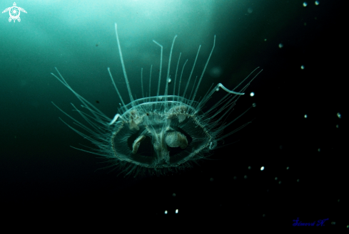 A jellifish | 