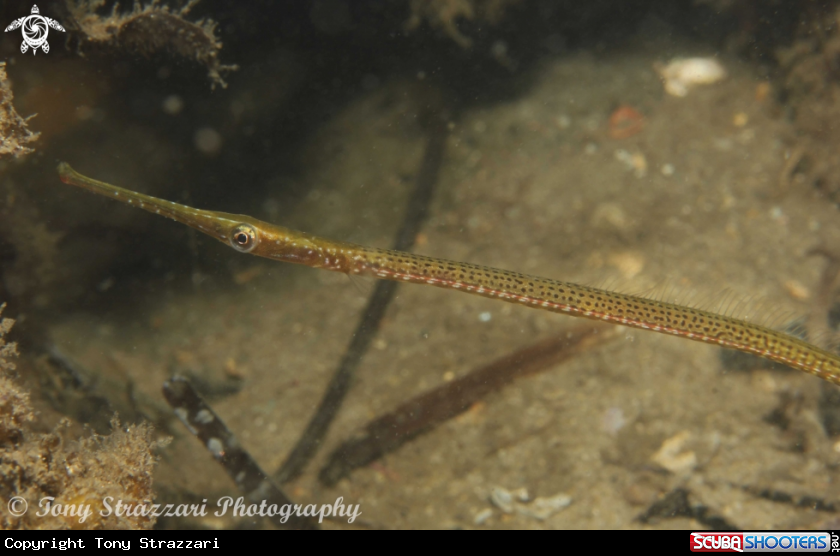 Wide-bodied Pipefish