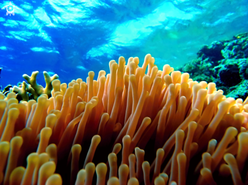 A sea anemone | 