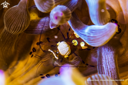 A Periclimenes brevicarpalis　 | anemone shrimp