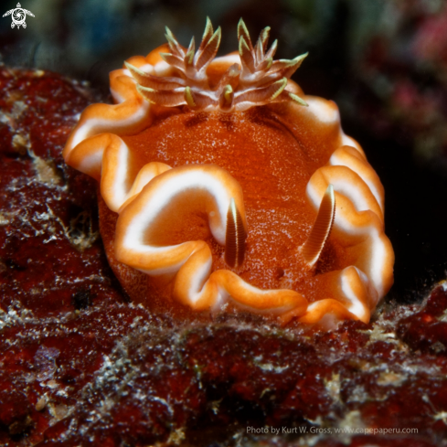 A Glossodoris rufomarginata | Nudibranche