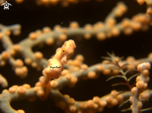 A Hippocampus denise | denise pygmy seahorse