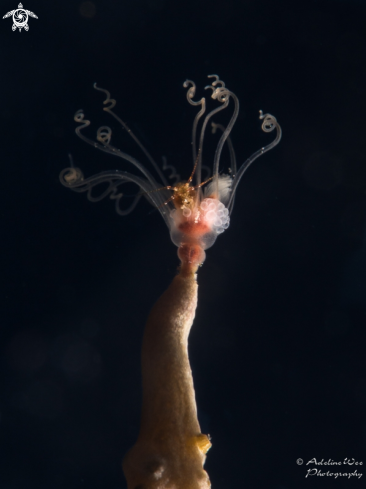 A Ophiuroidea in Ralpharia gorgoniae | Baby brittle star hiding in Solitary Gorgonian Hydroid 