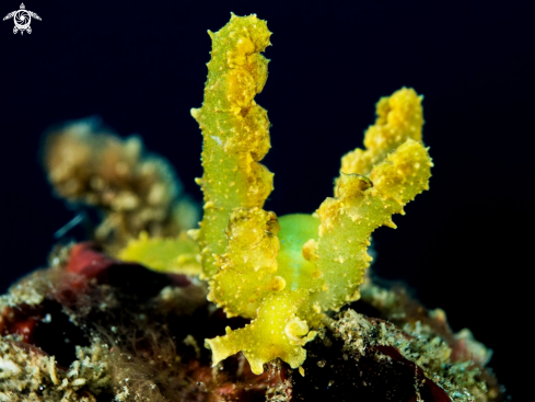 A Godiva sp | Lobiger nudibranch