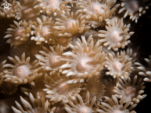 A Alcyonacea | Soft Coral