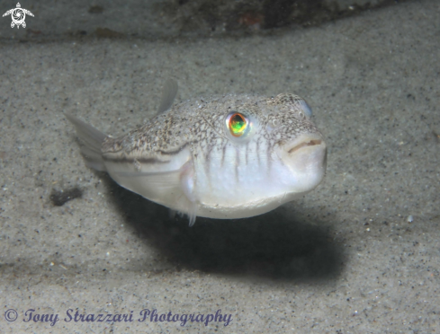 A Weeping toadfish
