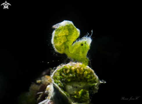 A Algae shrimp - Phycocaris simulans | Algae sairy shrimp 