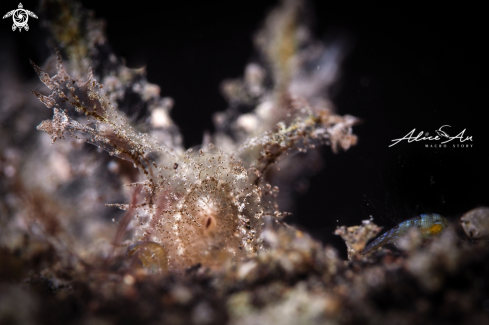 A Melibe Engeli  | Nudibranch