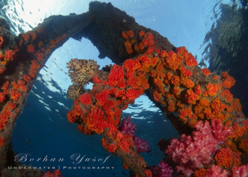 A Sun corals