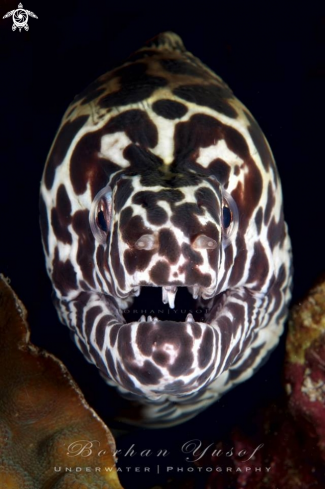 A Enchelycore Pardalis | Leopard Moray Eel