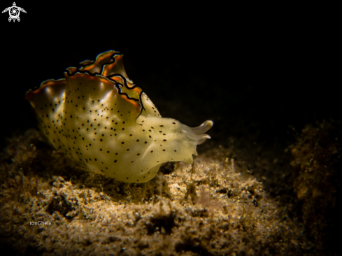 A Elysia Marginata | Sea slug